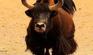 牛的舌头有什么用 动物舌头的作用