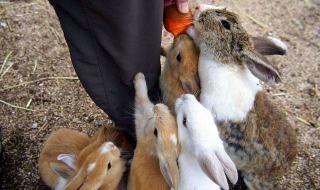 《饥荒》怎么弄兔子毛 饥荒怎么养兔子